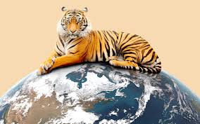 Tiger Global Case Explained: Mauritius Holding Companies
